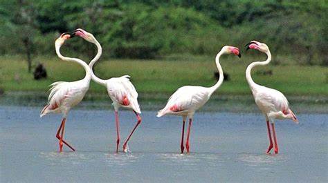 Point Calimere Wildlife and Bird Sanctuary